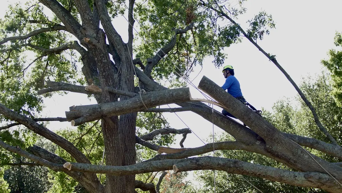 Professional Hazardous Tree Removal performed by certified arborists in Clarks Hill